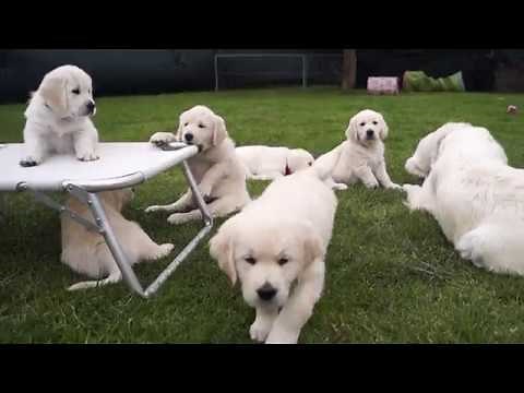 Golden Retriever Welpen