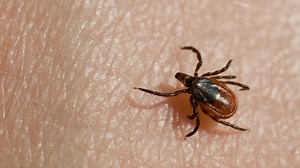 VIDEO: How to Prevent Getting Bitten by a Tick