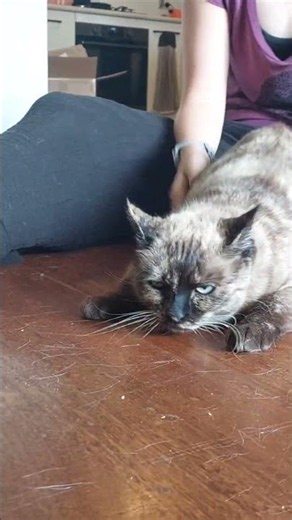 The “I’m Waiting” Wiggle, Signed, Belle The Cat 🥁🐱