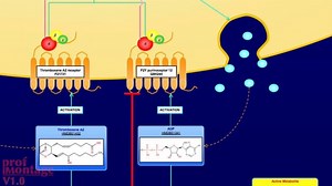 Antiplatelet Drugs