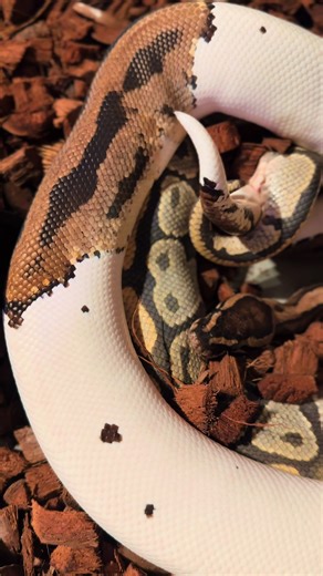 More locks with the big storm this week. This a Pied to a Hypo Het Pied. #fyp #ballpython #royalpython #snake #reptile