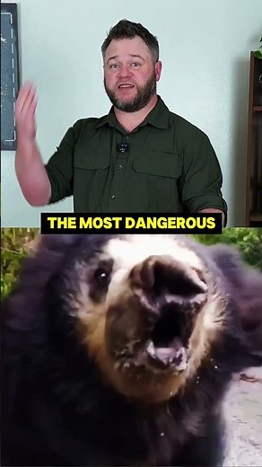 The Bear That Hunts Insects But Attacks Humans