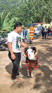 Domba Jinak Gak Pegang Tali #sheep #goat #animal #hewan #binatang #domba #dombagarut #dombakontes #kontesdomba #iduladha #ram #wildlife #kambing #dumba #ram | DIDIN DOMBA TV