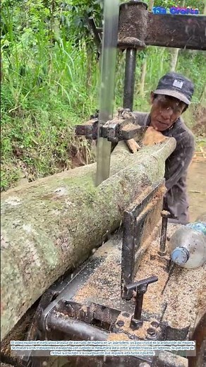 El arte del procesamiento de la madera: transformar troncos en tablones