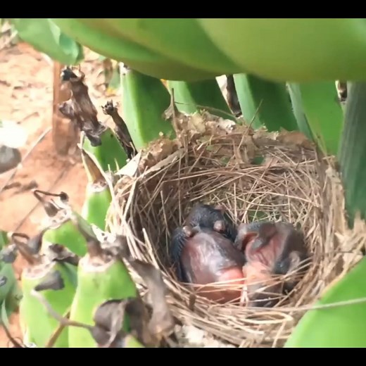 Falcon, Red Crow, Snake, Cuckoo, Coucal Attacking baby birds | Baby bird getting eaten :| Nest watch #birds #bird #nature #birdsofinstagram #wildlife #birdphotography #naturephotography #wildlifephotography #photography #birdwatching #birdlovers #birding #animals #naturelovers #best #of #love #birdstagram #ig #parrots #photooftheday #captures #art #canon #aves #nikon #perfection #parrot #animal #birdlife | Bird world