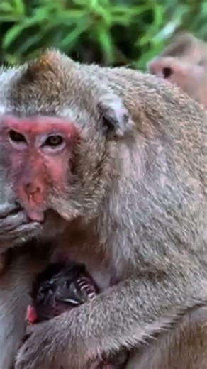 Old monkey give birth