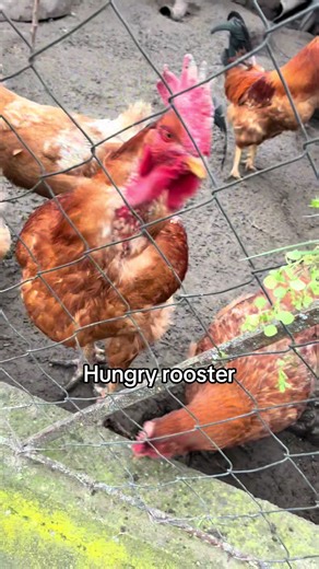 Posting this on my alt for a reason #clutterfunk #rooster