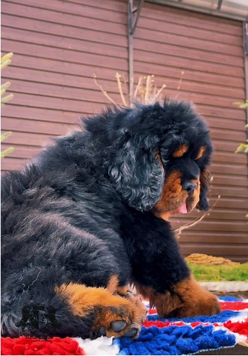 Exploring the Tibetan Mastiff Puppy Phenomenon