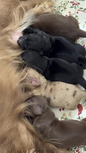 Solid Chocolate and Chocolate Dapple Dogs: A Stunning View