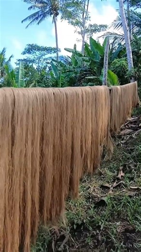 "Nature’s Drying: Abaca Fibers Under the Sun" 🪢🍌