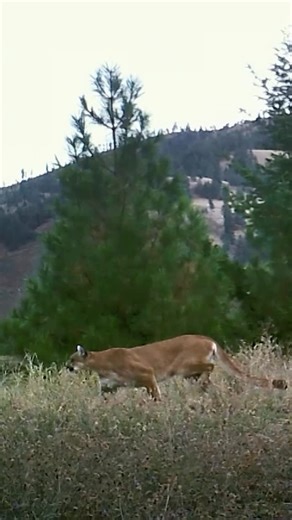Nature | How mountain lions take down prey twice their size. | Instagram