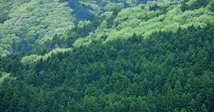 Brightly Colored Spring Fresh Green Trees Stock Footage Video (100% Royalty-free) 1072885739 | Shutterstock