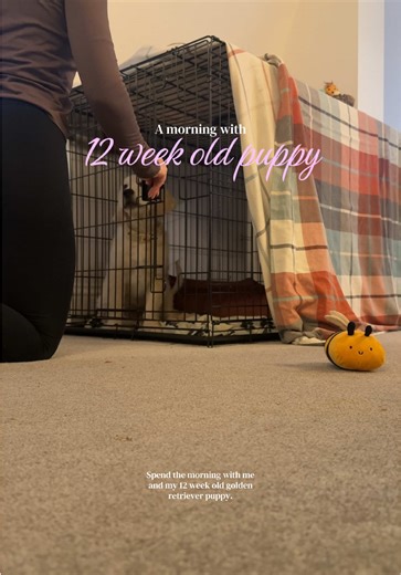 Essential Tips for Managing Your 12-Week-Old Puppy