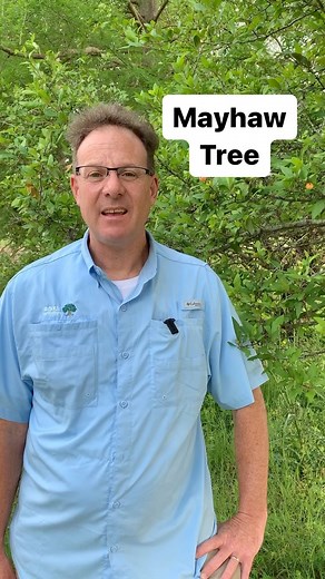 Learn about the native mayhaw tree, found in Louisiana, with LSU AgCenter horticulturist Bob Mirabello. #Mayhaw #Jelly #Native #LSUAgCenter #Horticulture #Plants #Louisiana | LSU AgCenter