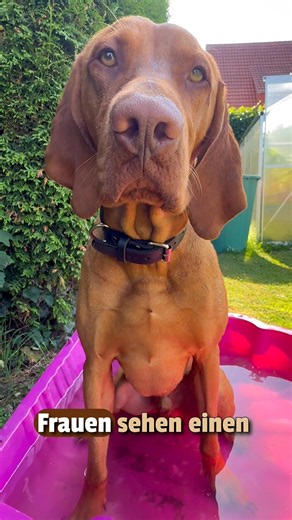Loki erklärt Männerlogik 🐶💦 #vizsla #hund #dog #dogshorts #doglove #doglife #cutedog