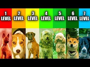 The 7 Levels of Dog Behaviors That Reveal Their TRUE Personality