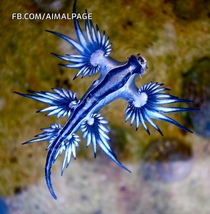 73K views · 1.2K reactions | Blue Dragon is one of the most fascinating looking creatures in the ocean. | Aimal | Facebook
