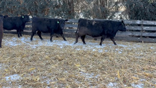 We started one year ago with nearly 100 open heifer calves sourced from a few of our top bull customers here in southeast Minnesota and northeast Iowa. From that we hand selected 40 to breed. They got one chance to settle with A.I. and spent one cycle with the cleanup bulls. Ultrasound in August to confirm pregnancy. Vaccinated mod-live prior to breeding, and received scourguard and cydectin pour on in December. Top quality commercial bred females selling Monday, January 12th at the Lanesboro Sa