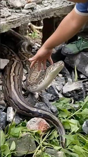 Tactical Team Relocation of a Heavy Python 🐍
