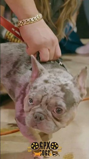 French Bulldog Breeding Process #breeding #frenchbulldogpuppies #frenchbulldog #trending