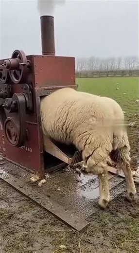 Steam Powered Sheep Shearing Machine