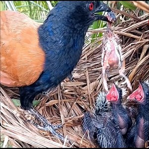 This is a real predatory bird | Brid Feed