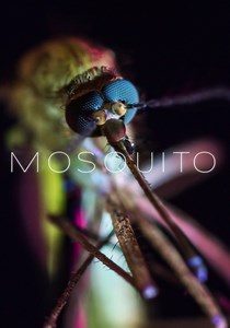 Mosquito - película: Ver online completa en español