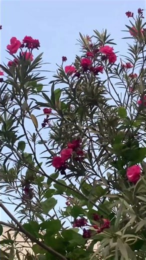 Kaisa lga ye #newmusic #music #dance #bgmi #socialmediamagic #hunterimran #gaming