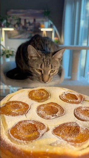 Cottage Cheese Pie with Apricots Guided by Fluffy Chefs 🍑