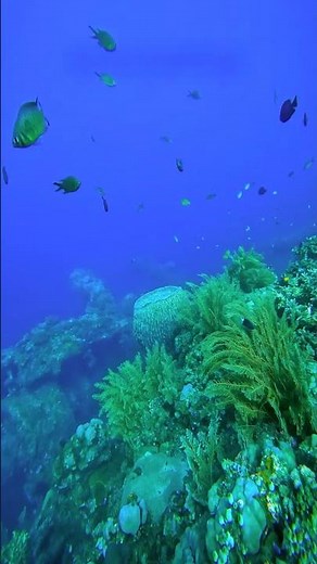 Coral Reefs Are Actually Alive — And They're Disappearing 🌊