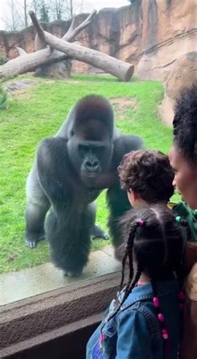 Crazy strong gorilla breaks glass at zoo unbelievable power #wildlife #gorilla #zoo