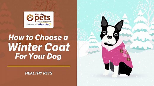 72K views · 226 reactions | A guide to choosing the perfect winter coat for your dog: | Dr. Karen Becker | Facebook