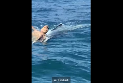 Turtle Versus Tiger Shark Battle From KZN Sparks Debate [Video]
