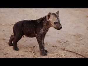 THE INCREDIBLE BIRTH OF A FEMALE HYENA