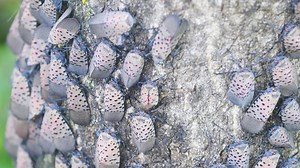 Spotted lanternfly: Answering all your questions about NJ's unwanted guest