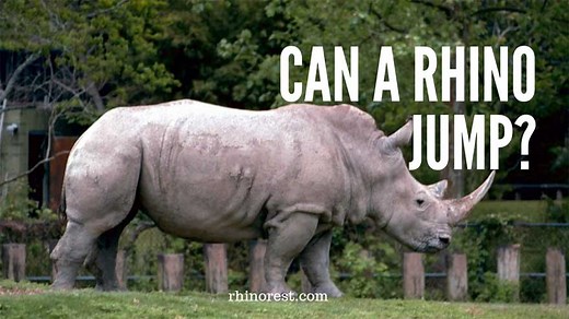 Fun Facts: Can A Rhino Jump? Speed & Run Myths vs Reality - Rhino Rest
