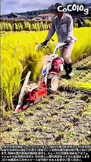 クボタのリーパーバインダーで効率的な稲刈り作業 #worker #process #agriculture #farming #kubota