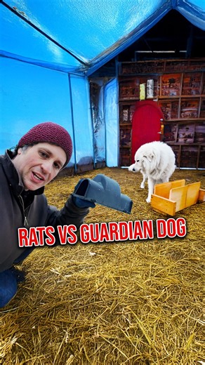 Two Rats Are Causing Chaos on My Farm 🐁 | Gold Shaw Farm