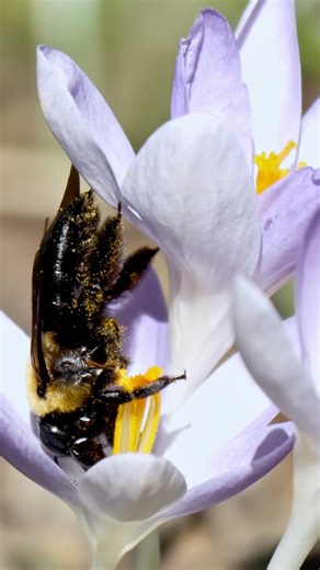 Eastern Carpenter Bee