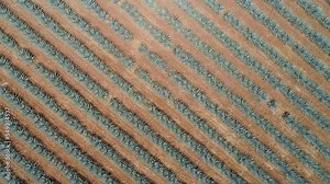 Upward View of Agave Field in Mexico