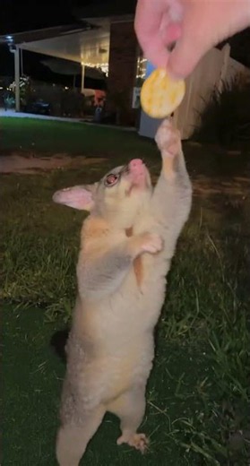 Adorable Possum Reaches for a Treat