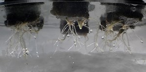 Fogponics Method Build: 1 Super Easy Peasy Build