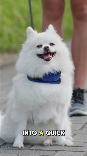 How I Found the Best Dog Training Techniques Ever