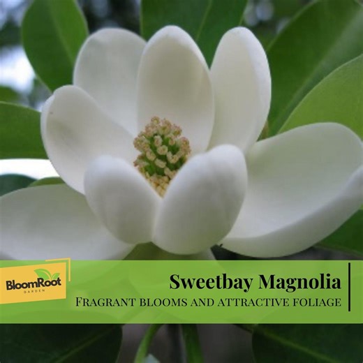 Sweetbay Magnolia Live Plant, Fragrant Blooms, Attractive Foliage, Evergreen Tree - Etsy