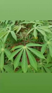 SPECIAL SOAP TO BOOM BUSINESS, CLEAR ROAD FOR GOOD FORTUNE AND PROTECTS YOU. As a person living on earth if you are not facing challenges it means you are not making an attempt to make progress. Note that if the devil wants to attack you, he then first destroy what is feeding you first before attacking yourself so pay attention to this direction. This soap is a powerful tool to protect you and your business. Items Cassava leaves Native egg Fresh Palm leaves Native black soap After getting all th