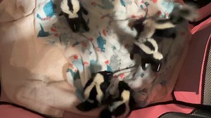 🦨 It is 12:30am. What are baby skunks doing? They are practicing their “stomp and drag/mini handstands”. Most animals play the way they defend. This litter was brought to us after their Mom was found deceased. The homeowners worked tirelessly to get them from under their shed to our facility. #skunks #bestnaturaldefense #orphans #littlestinkers #stripedskunks | Wild West Wildlife Rehabilitation Center