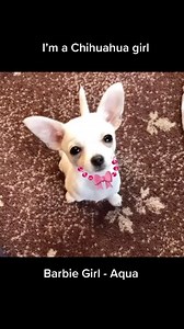 93K views · 2.5K reactions | Cha Cha Cha Chihuahua  #destinyschis #chi #chihuahua #chihuahualove #chihuahualife #chihuahuapuppy #chihuahuaworld #chihuahualoversdoggo #barbie #barbiegirl #barbiestyle #aqua #comedy #pup #puppy #dogs #doggo #pupper #cute #cutepup #cutepuppies #parody #hund #hond #dogs #doggie #mutt #hound | Destiny’s Chis | Facebook