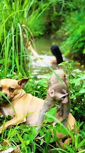 7.4M views · 45K reactions | Building a bamboo house in the forest #relax #bushcraft #camping #intherain #campinglife #fypシ #fyp #foryou #fypシ゚viral #stream #building #nature #tiktok #campingideas #campinghacks #cave #shelter #treehouse | Campsnake | Facebook