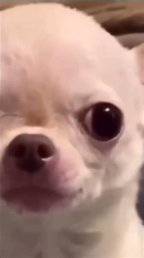 evil dog laughing meme template #sehar #dogs #memes #explore #trending #tutorialfilter #cuteanimals