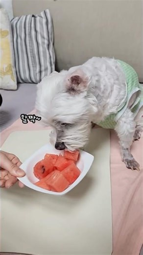 2026.05.15-19살/ 단맛 중독 댕댕이;